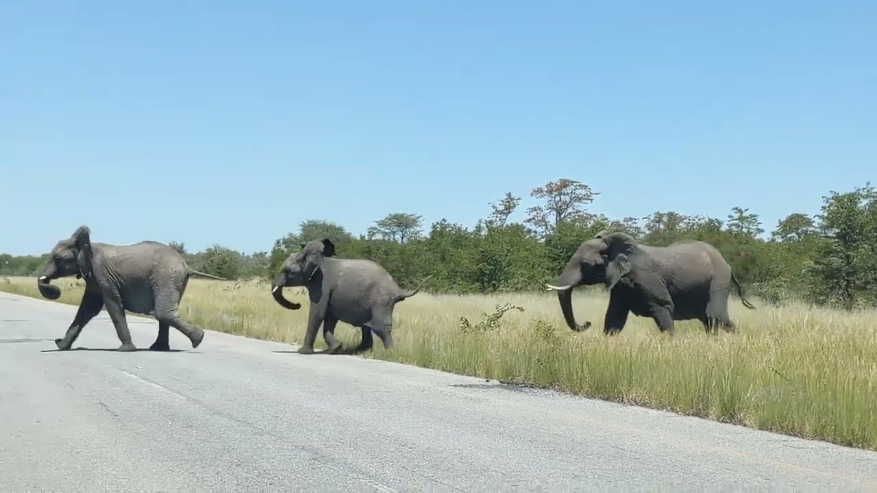Elephant Family Crossing The Road - Botswana