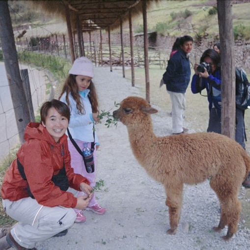 Baby alpaca, Peru