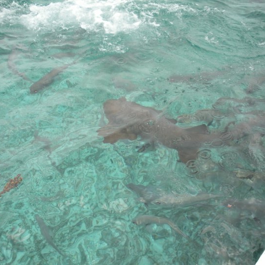 Shark Alley, Belize